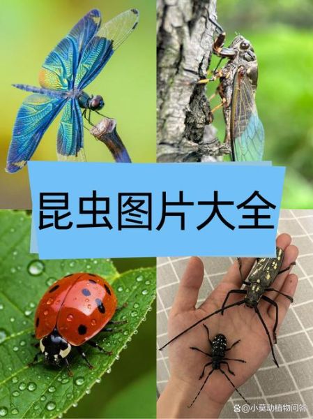 昆虫图片大全高清_如何识别常见昆虫