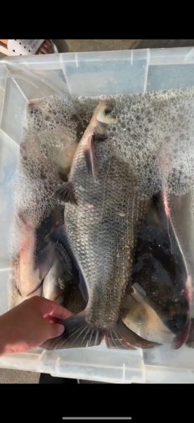 鳊鱼图片大全_鳊鱼长什么样