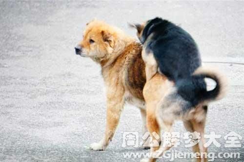 孕妇梦见狗是什么意思_孕妇梦见狗生男生女