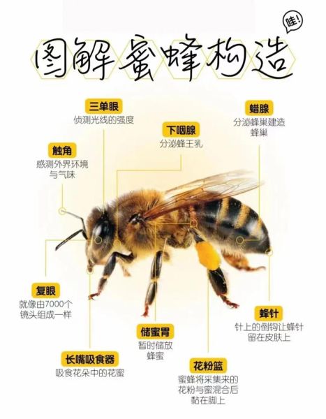 蜜蜂图片大全_蜜蜂种类识别