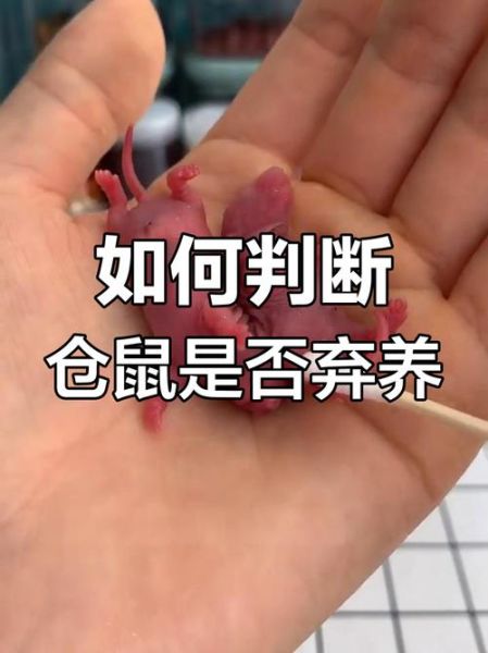 仓鼠生宝宝怎么办_仓鼠生宝宝后怎么照顾