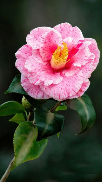 山茶花图片大全大图_如何挑选高清壁纸