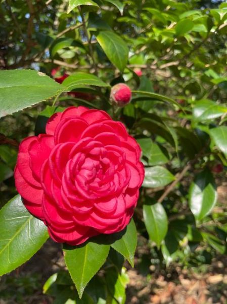 山茶花图片大全大图_如何挑选高清壁纸