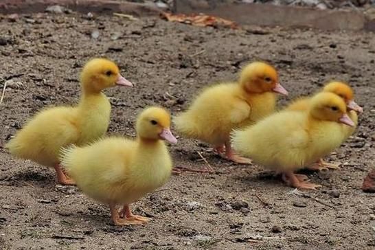 梦到一只鸭子是什么意思_梦见鸭子预示什么