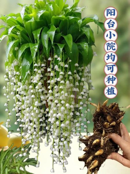 铃兰图片大全_铃兰花语是什么