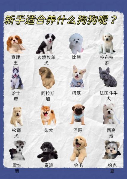狗的品种大全图片_小型犬有哪些适合家养