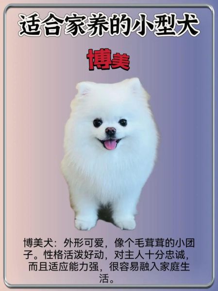 狗的品种大全图片_小型犬有哪些适合家养