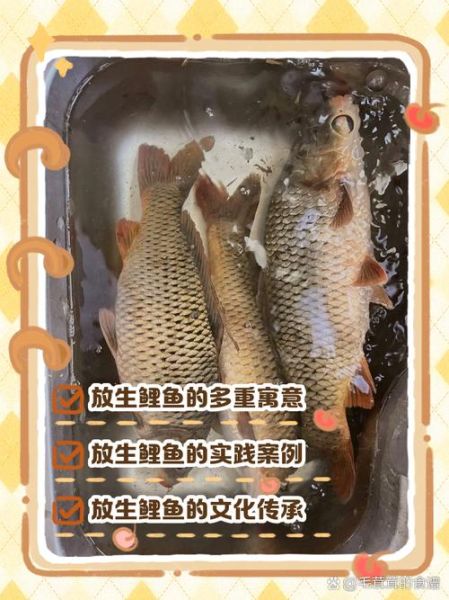 梦到放生鱼是什么意思_放生鱼梦境预示什么