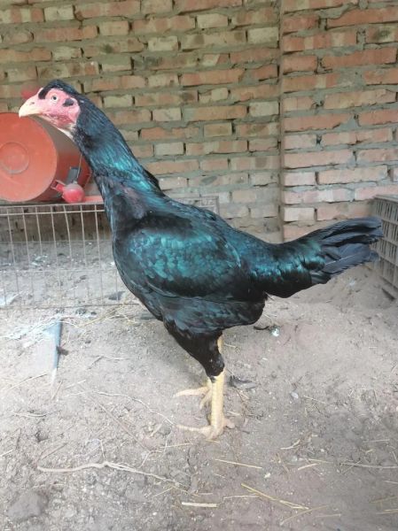 斗鸡图片大全_斗鸡品种有哪些