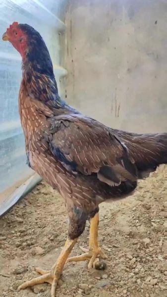 斗鸡图片大全_斗鸡品种有哪些