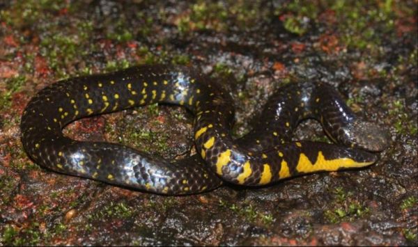 梦到蛇和蚯蚓是什么意思_梦到蛇和蚯蚓好不好