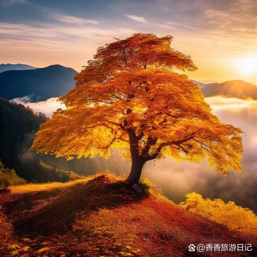 风景树图片大全_如何挑选适合做背景的树