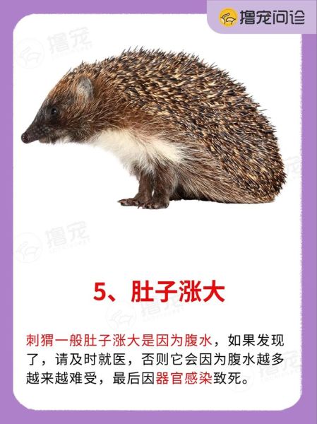 梦到刺猬是什么意思_梦见刺猬的预兆