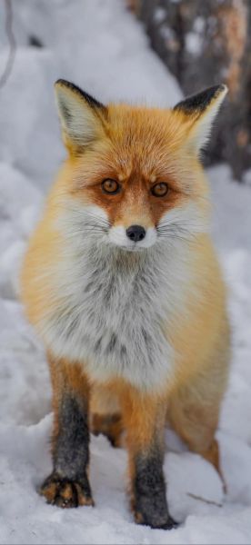 狐狸图片大全可爱_怎么挑选高清萌图