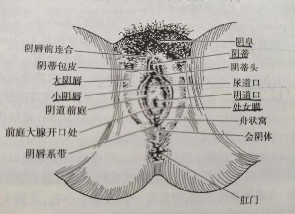 女性身体结构图片大全_女性生殖系统解剖图怎么看