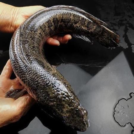 梦到黑鱼是什么意思_黑鱼梦境解析