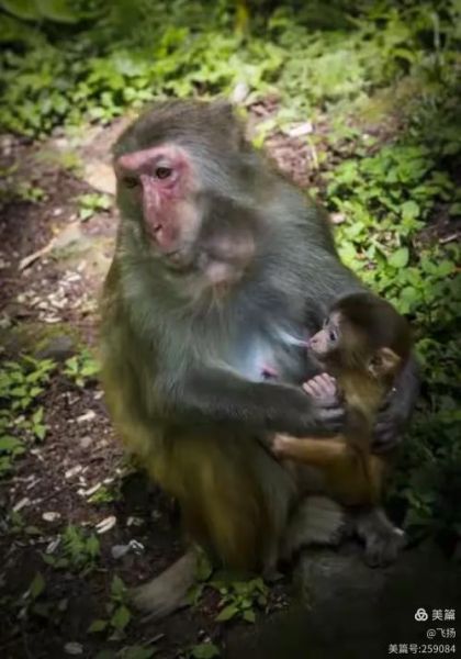 十二只猴子迅雷下载_哪里能看高清完整版