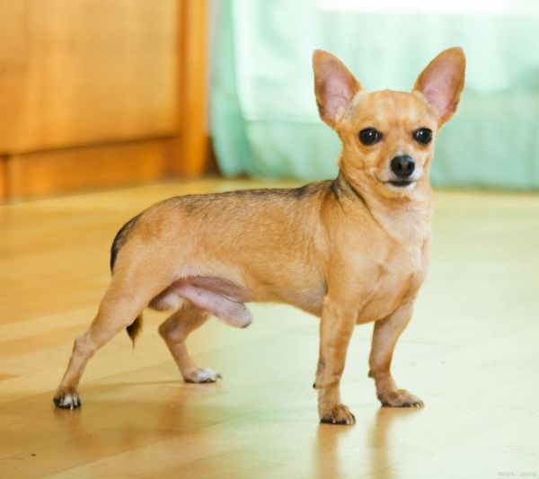 小鹿犬图片大全_小鹿犬为什么这么可爱