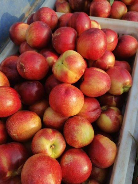 油桃图片大全_油桃品种有哪些