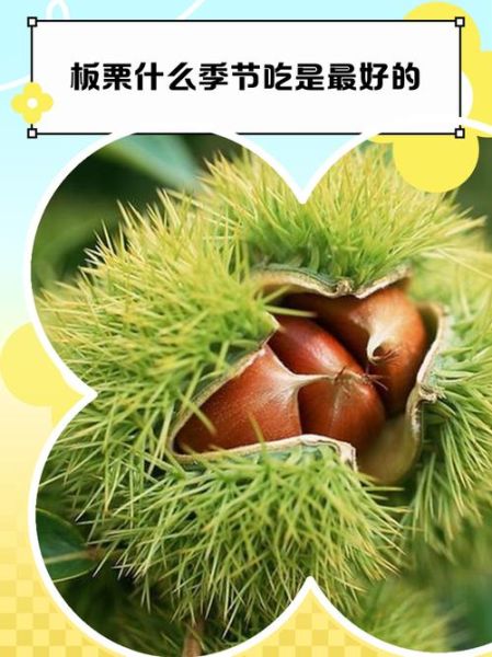 梦到板栗是什么意思_梦到板栗是吉兆吗