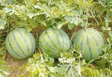 怀孕梦到西瓜是什么意思_孕妇梦见西瓜生男生女