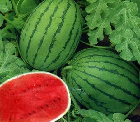 怀孕梦到西瓜是什么意思_孕妇梦见西瓜生男生女