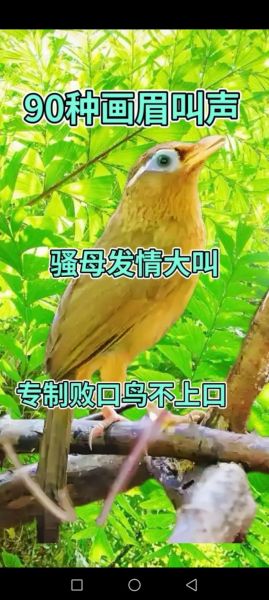 孕妇梦到鸟是什么意思_孕妇梦见鸟是生男生女