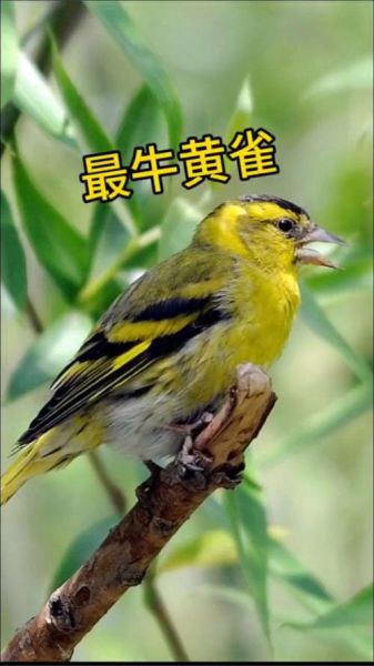 黄雀鸟图片大全_黄雀鸟长什么样