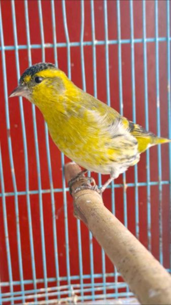 黄雀鸟图片大全_黄雀鸟长什么样