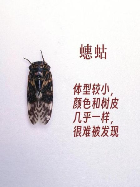 蝉的图片大全_蝉的种类有哪些