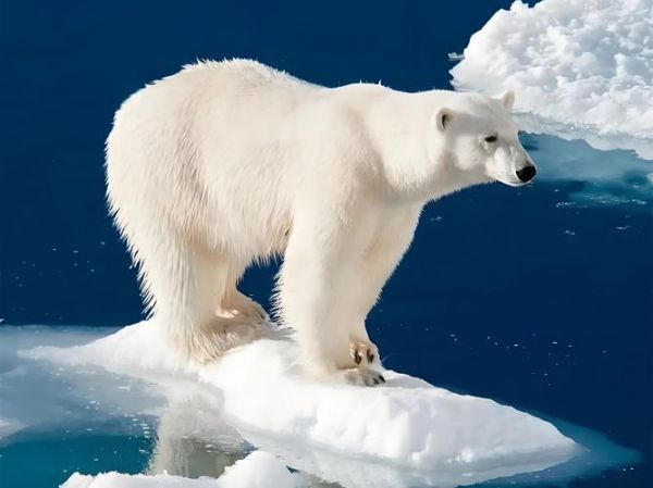 北极熊图片大全_高清北极熊照片哪里找