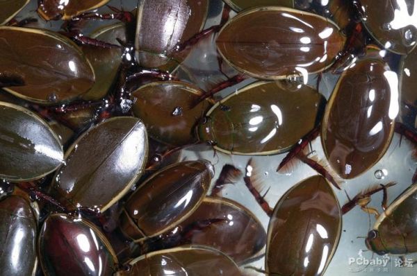 水虫子图片大全_水里的虫子有哪些种类