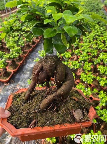 人参树长什么样_人参树图片大全哪里找