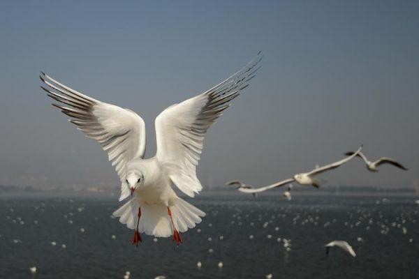 海鸥图片大全大图哪里找_如何免费下载高清