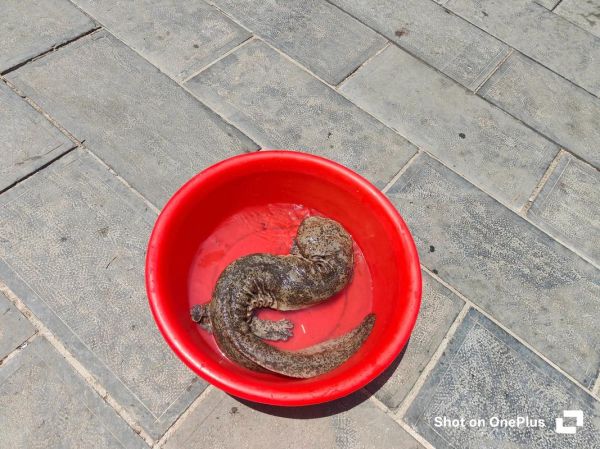 梦到娃娃鱼是什么意思_梦见娃娃鱼好不好