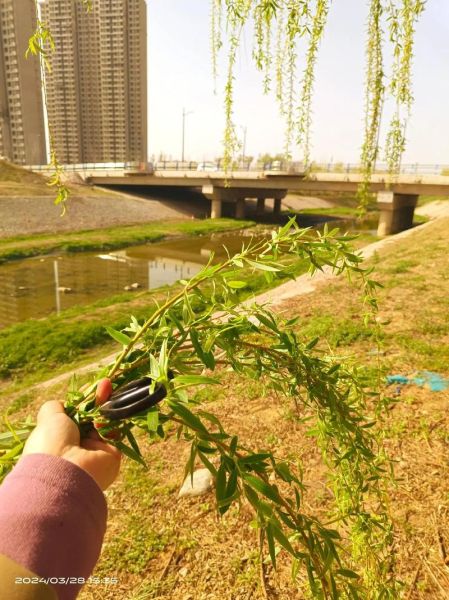 柳条图片大全_柳条怎么编好看