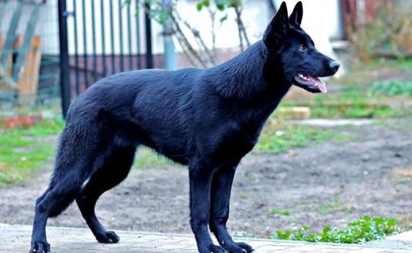 梦到一条黑狗是什么意思_黑狗梦境解析