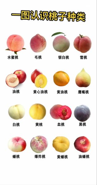 桃图片大全_桃子品种图片怎么区分