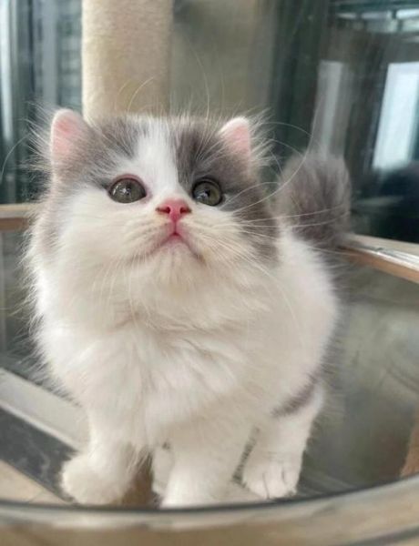 蓝白猫图片大全_蓝白猫为什么这么火