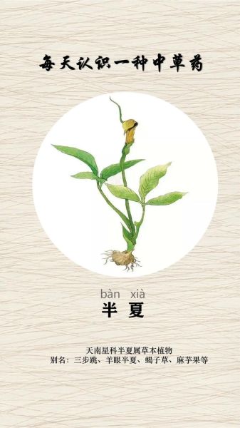 半夏图片大全_如何辨别真假半夏