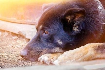 梦到一群小黑狗_是什么意思