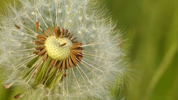 蒲公英图片大全_蒲公英高清壁纸哪里找