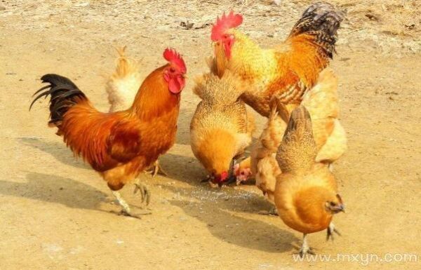 梦到吃鸡肉是什么意思_周公解梦原版解析