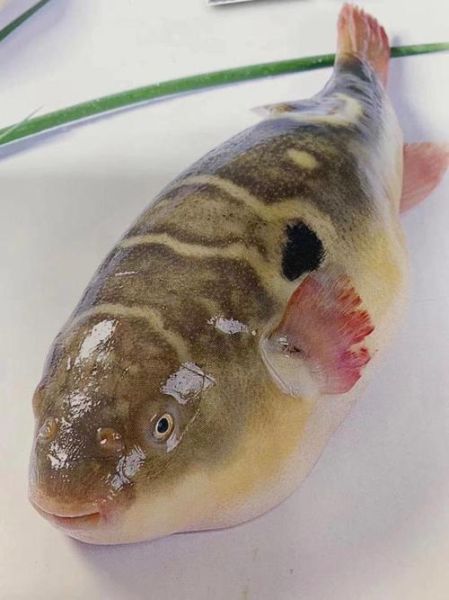 河豚图片大全_河豚有毒吗