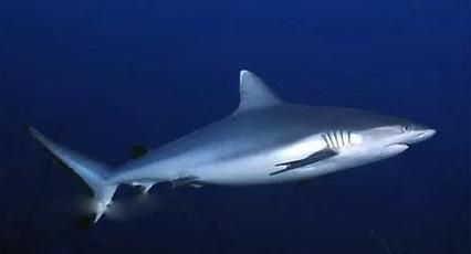 鲨鱼图片大全高清_如何分辨真实与合成
