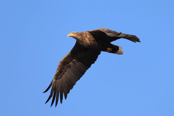 鹏图片大全_鹏鸟高清图哪里找