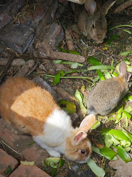 梦到一窝兔子是什么意思_梦见一窝兔子好不好