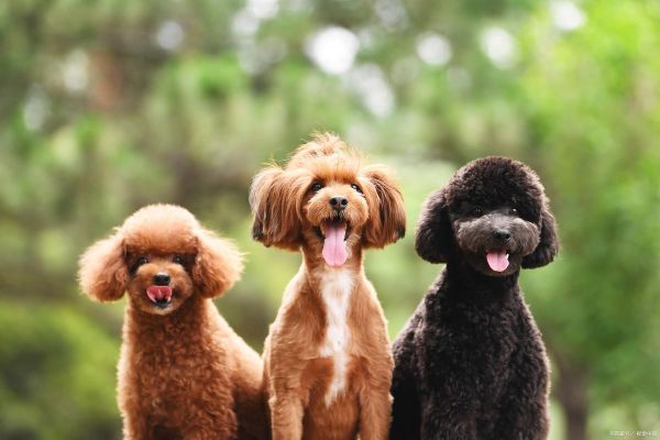 狗狗图片大全_可爱狗狗品种有哪些