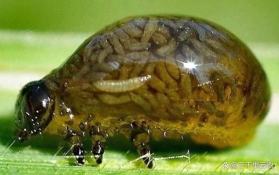 恐怖虫子图片大全_哪些虫子最吓人