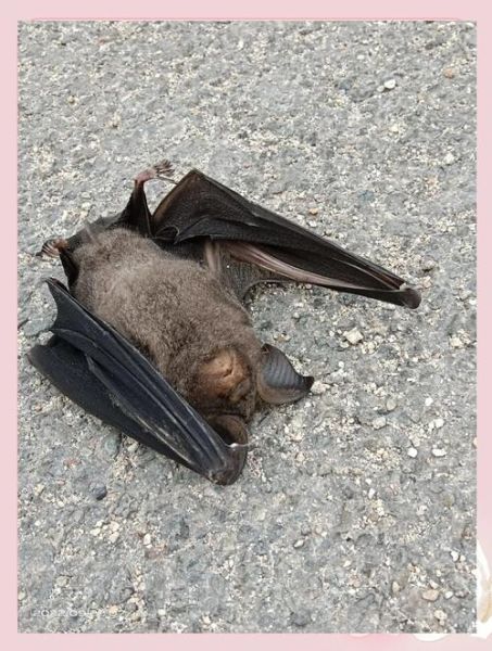 梦到蝙蝠是什么意思_梦见蝙蝠是吉是凶